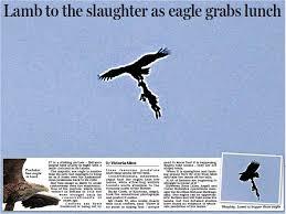 Lamb to the slaughter as eagle grabs ...