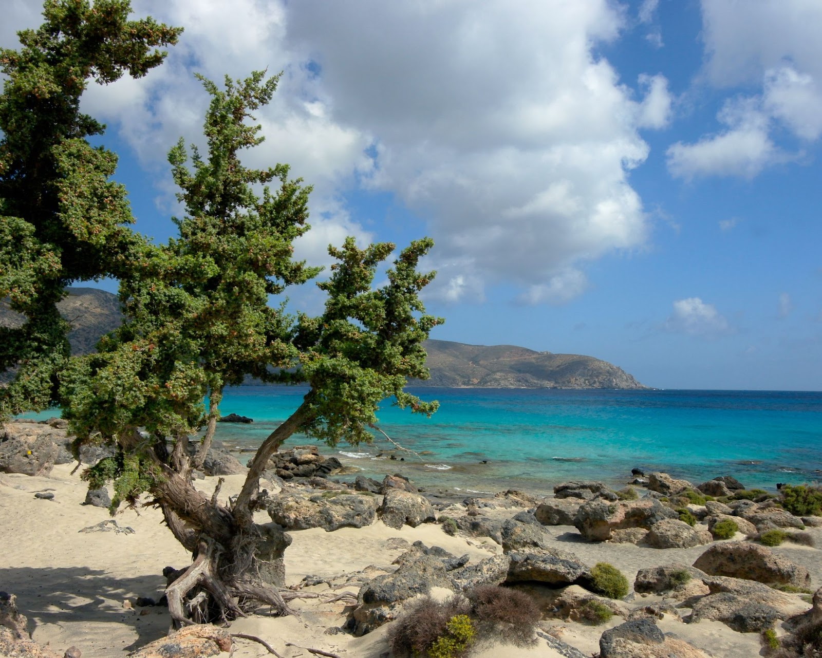 A tree standing beside rocks with blue water.