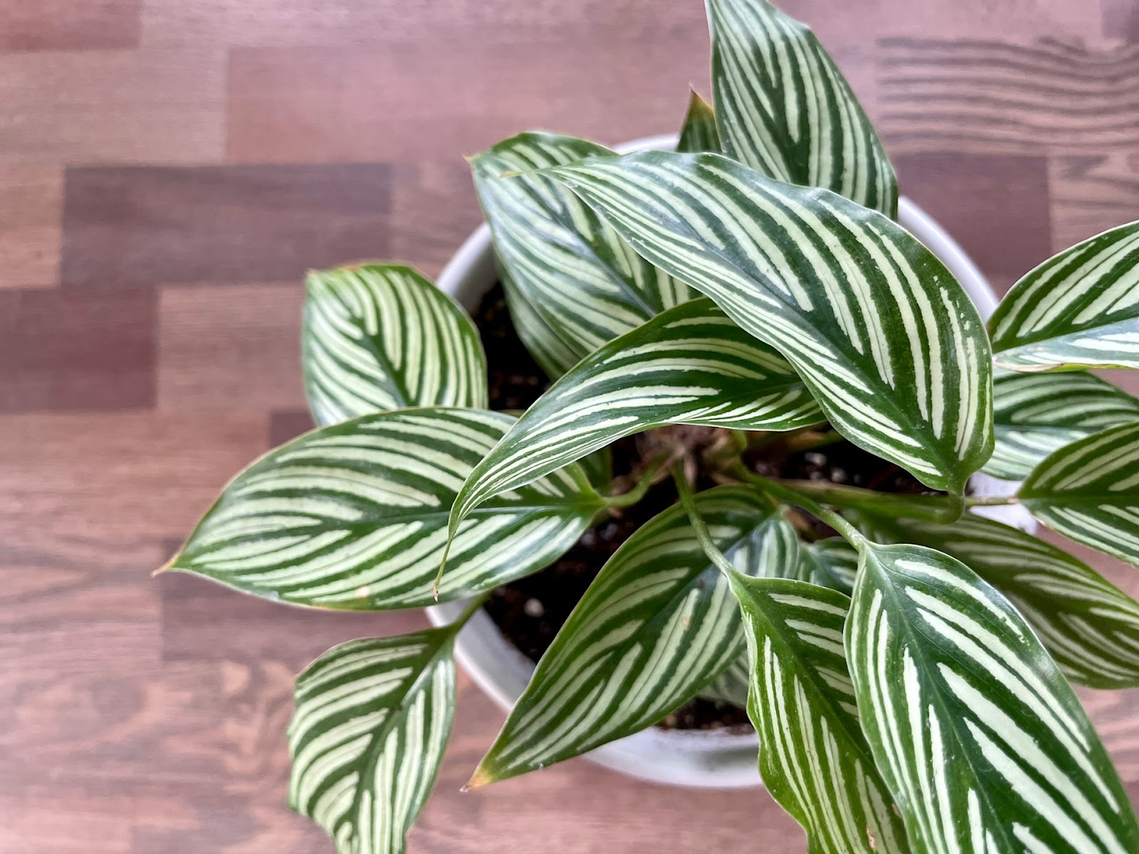 Care for Calathea