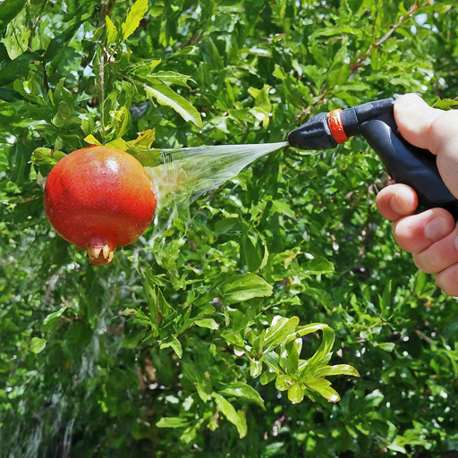 Consistent Watering for Healthy Pomegranate Flowers