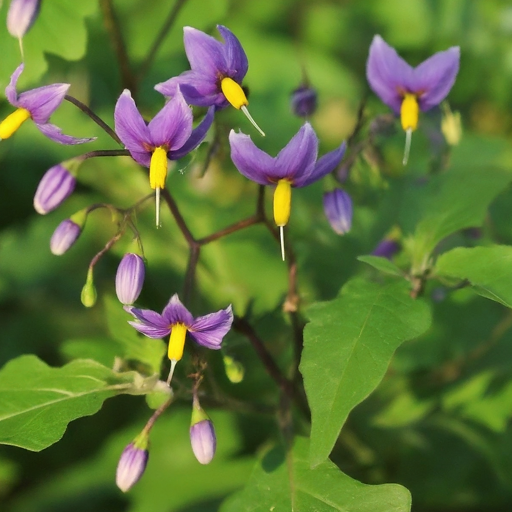 Nightshade Flowers