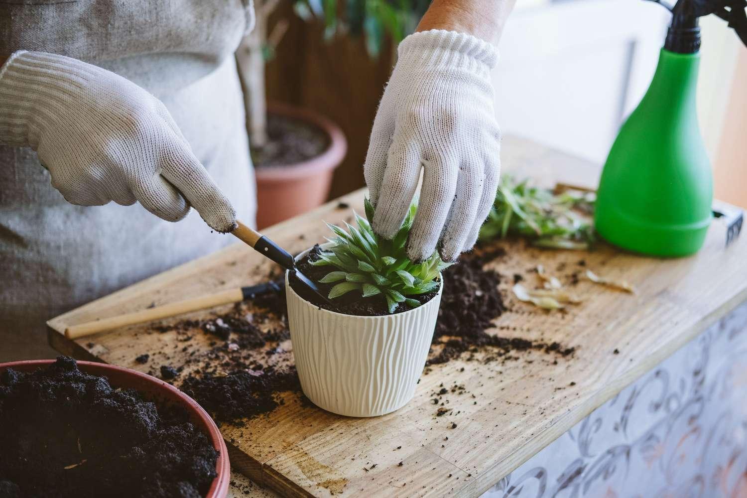 Repotting Succulents