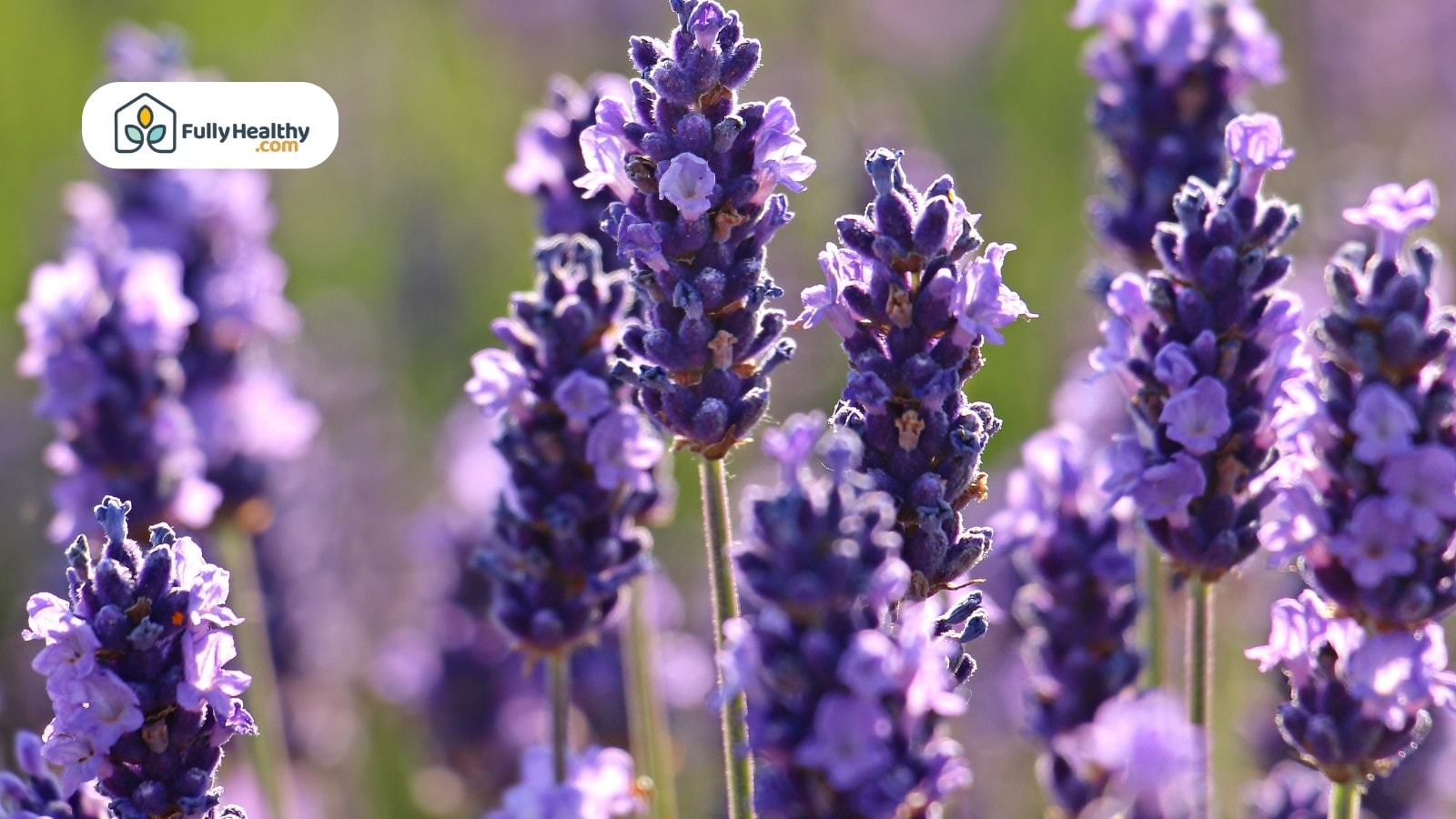 Close-up lavender flowers blooming in sunlight with blurred purple background