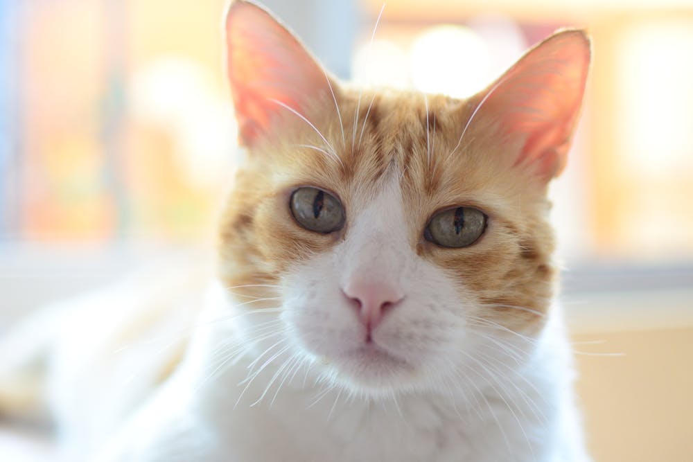 Orange and White Tabby Cats