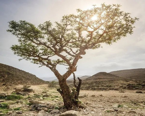 Commiphora