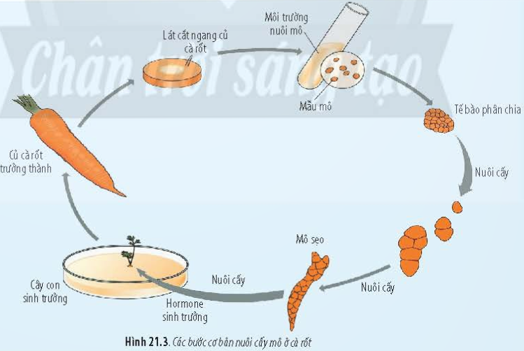 BÀI 21 - CÔNG NGHỆ TẾ BÀOMỞ ĐẦUCâu 1: Các phương pháp lai tạo giống vật nuôi và cây trắng truyền thông tạo ra các cá thể con mang những đặc tính di truyền giống bố mẹ và những đặc điểm sai khác so với bố mẹ. Vậy, để tạo ra hàng loạt cây trắng từ một phân cơ thể (mô hoặc tế bào) và mang đặc điểm giống hệt cơ thể bố. mẹ thì người ta thường đùng phương pháp nào? Tại sao?Đáp án chuẩn:Người ta sử dụng công nghệ tế bào để nhân bản vô tính vật nuôi, cây trồng. Tại vì phương pháp này dựa trên tính toàn năng của tế bào, nguyên lý phân chia và biệt hóa của tế bào để tạo ra sản phẩm là các dòng tế bào, cơ quan, cơ thể với số lượng lớn.I. CÔNG NGHỆ TẾ BÀO LÀ GÌ?Câu 1: Quan sát Hình 21.1 và 21.2 hãy cho biết thế nào là công nghệ tế bào.Đáp án chuẩn:Công nghệ tế bào là quy trình kỹ thuật nuôi cấy tế bào hoặc mô trên môi trường dinh dưỡng nhân tạo để tạo thành cơ quan hoặc cơ thể hoàn chỉnh.Luyện tập: Nêu những thành tựu của công nghệ tế bào mà em biết.Đáp án chuẩn:Nhân bản vô tính cừu Dolly, nhân giống các loại cây dược liệu quý, các giống cây ăn quả tốt và các loại cây cảnh có giá trị cao.Câu 2: Cơ sở khoa học của công nghệ tế bào là gì?Đáp án chuẩn:Cơ sở khoa học của công nghệ tế bào là dựa trên tính toàn năng, khả năng biệt hóa và phân biệt của tế bào, cùng khả năng phân chia và điều khiển sự biệt hóa bằng các thành phần môi trường, đặc biệt là hormone sinh trưởng.Câu 3: Quan sát Hình 21.2 và 21.3, cho biết nguyên lí để thực hiện công nghệ tế bào là gì?Đáp án chuẩn:Công nghệ tế bào là quá trình nuôi cấy tế bào hoặc mô trên môi trường dinh dưỡng nhân tạo để tạo thành cơ quan hoặc mô cơ thể.Câu 4: Quan sát hình 21.3 và 21.4 cho biết tính toàn năng của tế bào là gì. Tính toàn năng của tế bào thực vật và tế bào động vật giống hay khác nhau?Đáp án chuẩn:Tế bào quy định tất cả các đặc tính của sinh vật. Tế bào thực vật có khả năng tái tạo một cá thể từ một mô hoặc tế bào ban đầu. Động vật có khả năng tái tạo tế bào giống nhau và biệt hóa thành các tế bào trưởng thành.II. CÔNG NGHỆ TẾ BÀO THỰC VẬTCâu 5: Hãy cho biết mô sẹo có thể phát triển thành bộ phận nào của cây con?Đáp án chuẩn:- Phát triển thành tất cả các bộ phận của cây con để tạo thành cây con hoàn chỉnh.Câu 6: Trình bày tóm tắt quy trình thực hiện nhân giống vây trồng bằng công nghệ tế bào thực vật.Đáp án chuẩn:-  Tách và nuôi cấy mô phân sinh.-  Nuôi cấy mô sẹo thành cơ thể mới.-  Nuôi trồng các cây con ở môi trường thực địa.III. CÔNG NGHỆ TẾ BÀO ĐỘNG VẬTCâu 7: Quan sát hình 21.6 và trình vày quy trình nhân bản vô tính vật nuôi.Đáp án chuẩn:- Xử lý các tế bào thực hiện nhân bản vô tính.- Dung hợp tế bào.- Nuôi cấy tế bào lai.- Tạo cơ thể mới.Câu 8: Quan sát Hình 21.7 và cho biết thế nào là cấy truyền phôi động vật.Đáp án chuẩn:Công nghệ cấy truyền phôi bò là quá trình nuôi cấy và chuyển phôi từ bò cho phôi sang bò nhận phôi để tạo thành cá thể bò mới.Câu 9: Trình bày sơ đồ quy trình cấy truyền phôi động vật.Đáp án chuẩn:1. Tách lấy phôi từ động vật cho phôi.2. Tác động vào phôi trước khi cấy vào tử cung của động vật nhận phôi.3. Cấy phôi đã được tác động vào tử cung của động vật nhận phôi để thực hiện việc mang thai và sinh con.Luyện tập: Trong thực tế , đã có những thành tựu công nghệ tế bào động vật nào được đưa vào ứng dụng và sản xuất?Đáp án chuẩn:- Ghép da từ một phần da khỏe của bệnh nhân để chữa lành các vết bỏng.- Ghép nội tạng từ mô nội tạng của lợn.- Sản xuất trứng có khả năng chữa bệnh Wolman từ gà có chuyển gen.- Sản xuất sữa có chứa antithrombin alfa từ dê có chuyển gen, được sử dụng để điều trị suy giảm antithrombin alfa.Vận dụng: Hãy tìm hiểu về một thành tựu của công nghệ tế bào thực vật hoặc động vật. Đánh giá tính hiệu quả của việc ứng dụng thành tựu đó trong đời sống.Đáp án chuẩn:Một ví dụ về thành tựu của công nghệ tế bào thực vật là sử dụng nuôi cấy mô để nhân nhanh các giống cây trồng. Quy trình này đòi hỏi công nghệ cao, nhưng giúp người trồng có thể sản xuất các giống cây trồng sạch bệnh, đồng loạt, và có chất lượng ổn định để xuất khẩu với số lượng lớn.BÀI TẬP