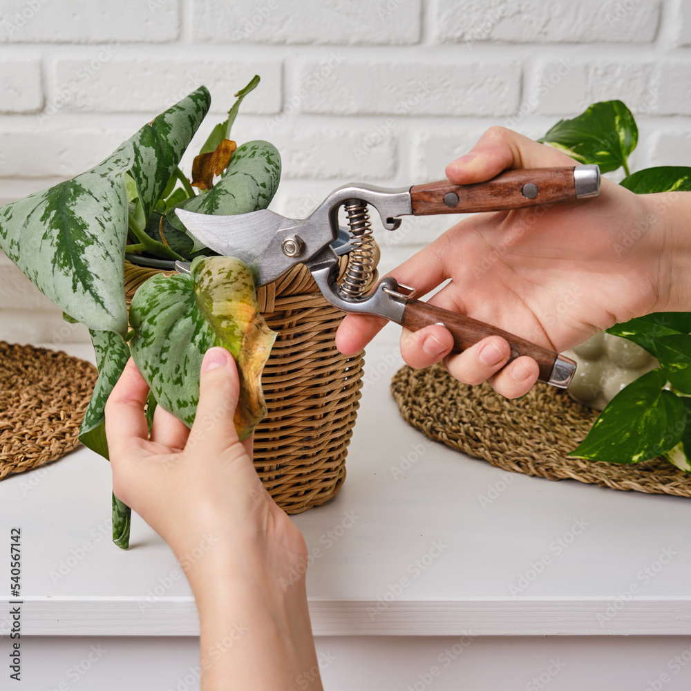 Pruning Scindapsus Plant