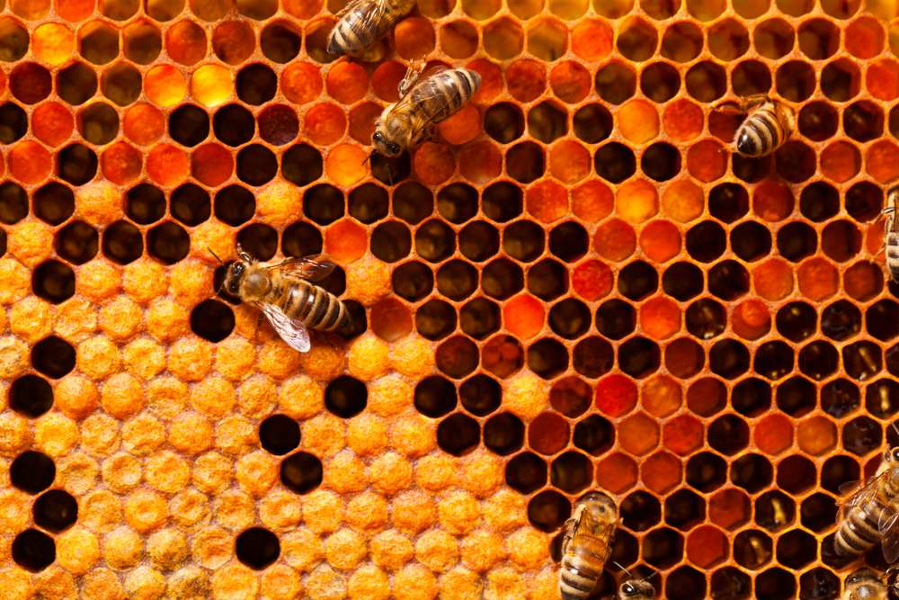 Close-up of honey bees on a vibrant honeycomb, showcasing biomimetic innovation. The hexagonal cells vary in shades of golden yellow and orange, filled with pollen and nectar. Bees are actively working, exemplifying the intricate patterns of their sustainable hive structure.