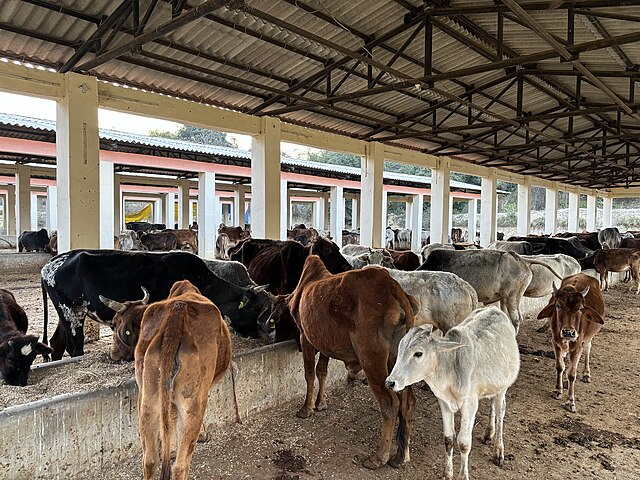 Cows standing peacefully under a shaded area in a gaushala, illustrating a space dedicated to providing care and protection for animals.