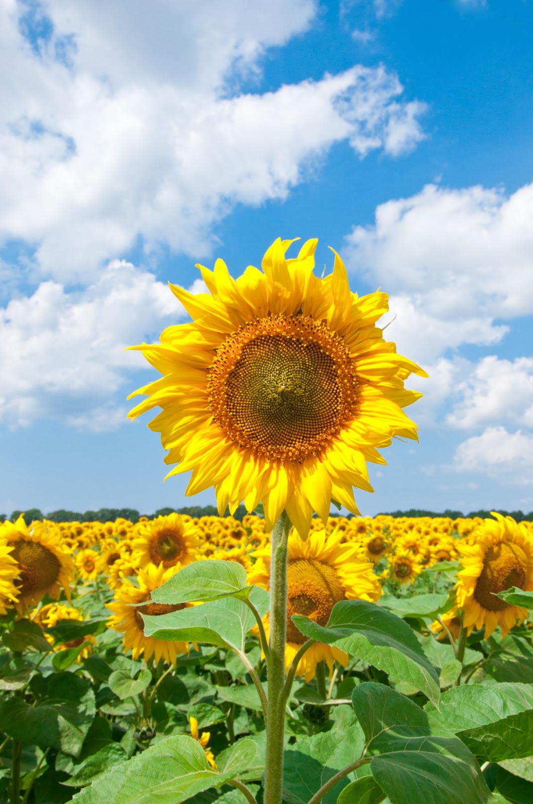 single sunflowers zooming