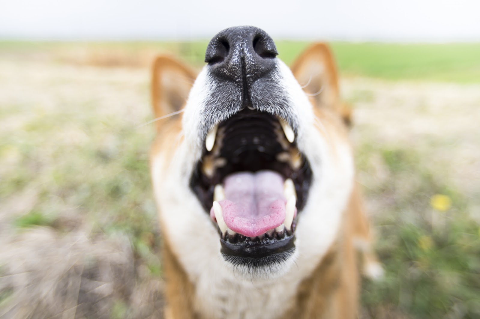 大きな口を開けてこちらに向ける柴犬