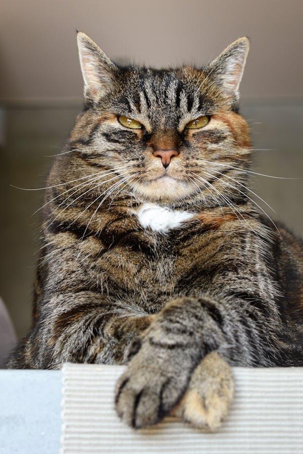 A cat sitting on a table

Description automatically generated