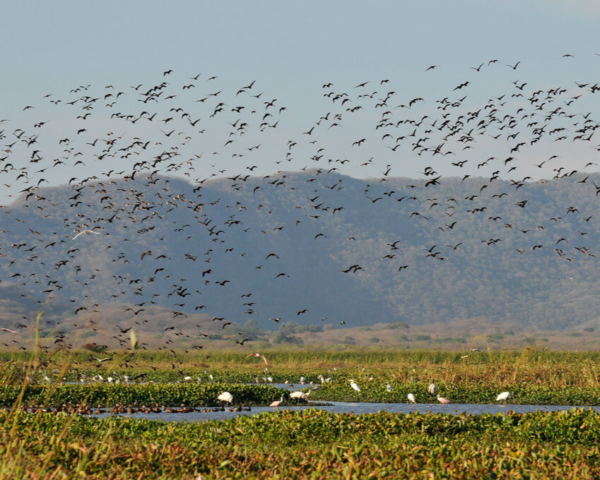 Greenery with mountains in the background and many birds flying.