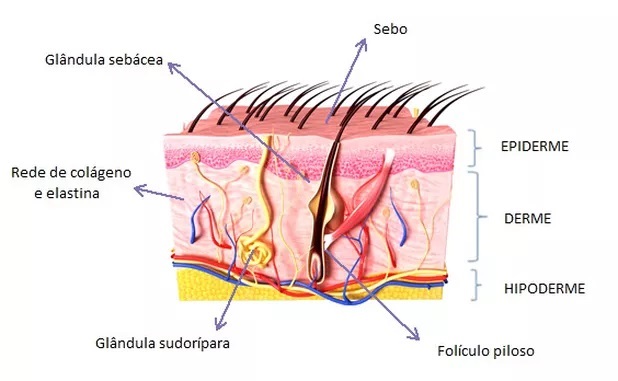 tipos de pele