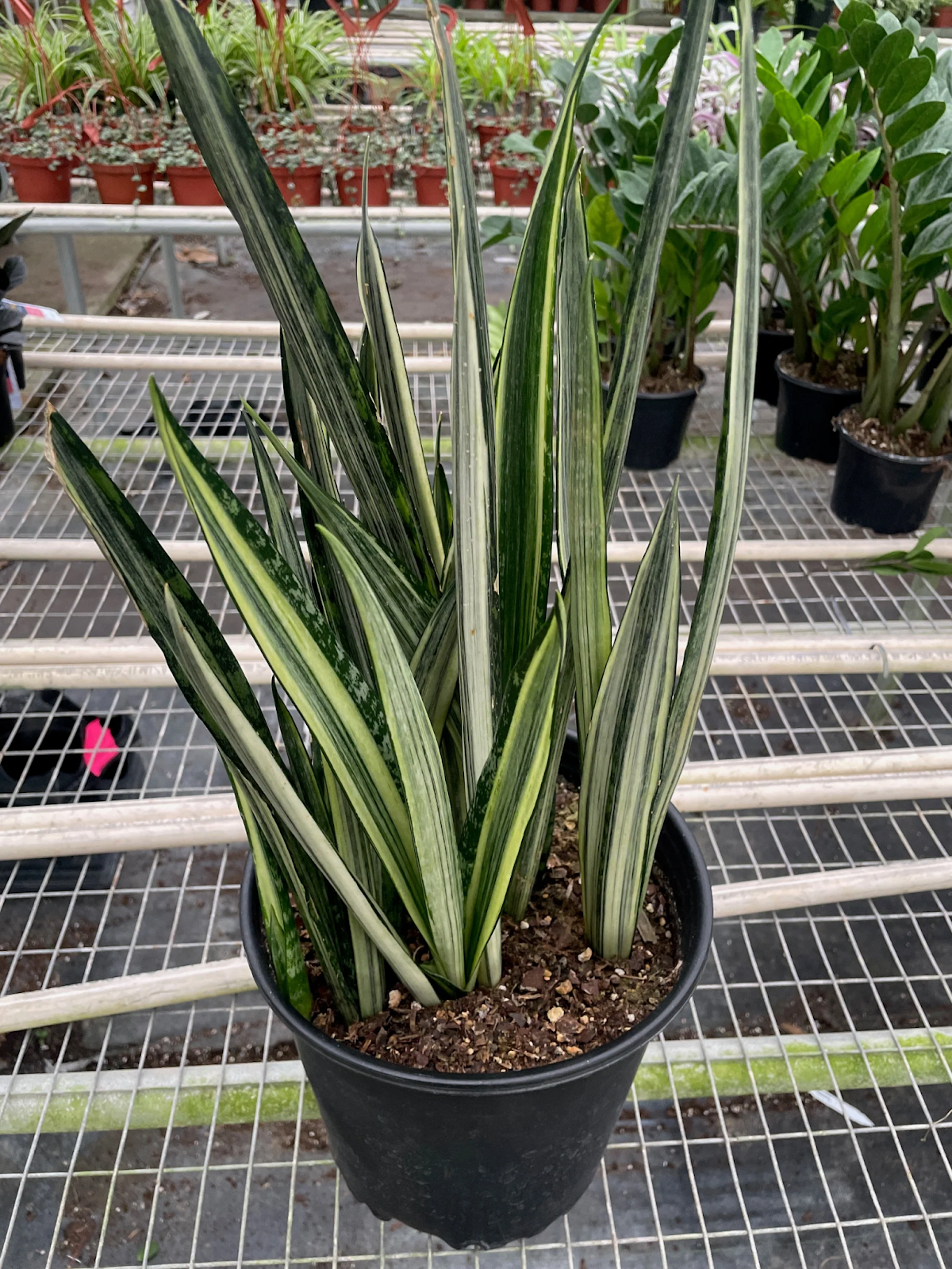 Sansevieria Bantel’s Sensation
