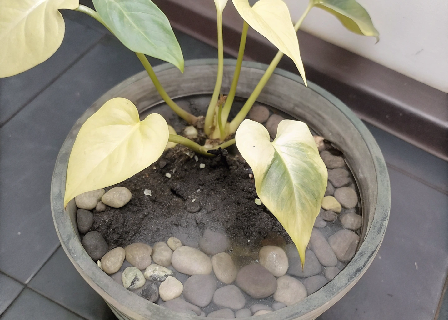 Filodendro saudável em um vaso com solo bem drenado e camada de pedras decorativas no fundo.
