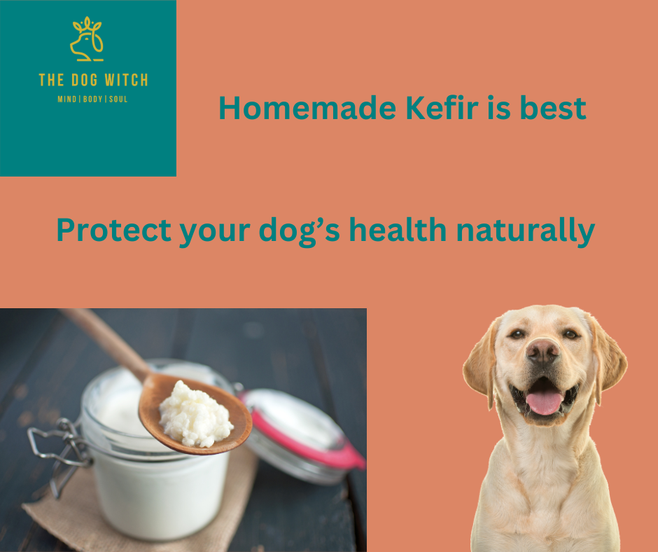 Dog Friendly Homemade Kefir The Dog Witch Natural Holistic Dog Care