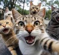 A group of cats with their mouths open

Description automatically generated