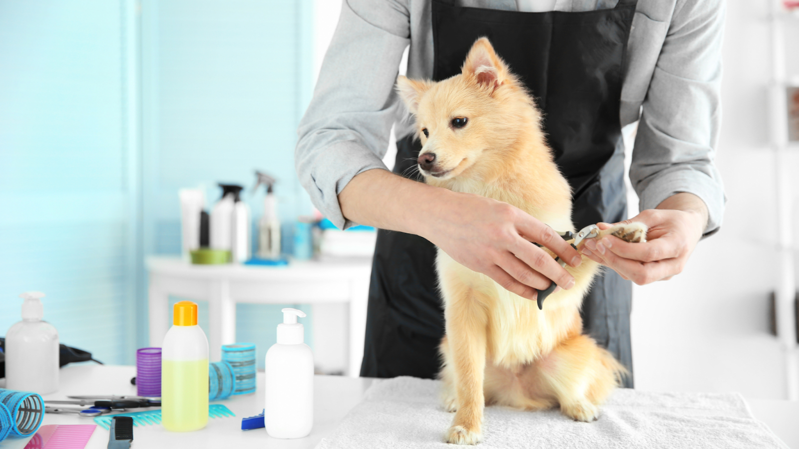 best dog grooming products