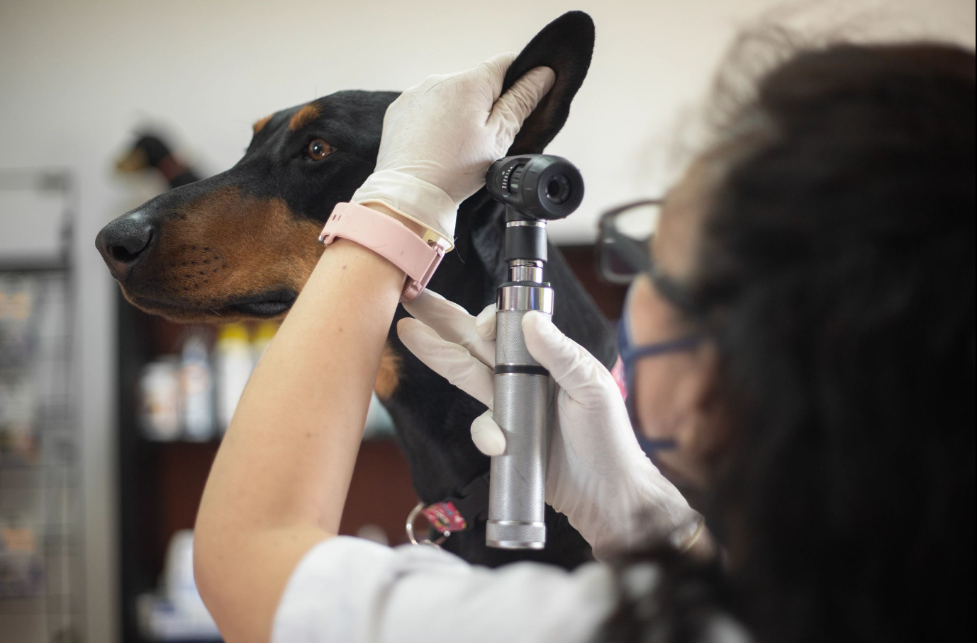 Vet checking dogs ear for infection