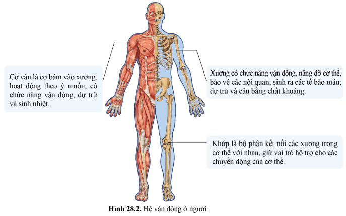 BÀI 28 - HỆ VẬN ĐỘNG Ở NGƯỜI