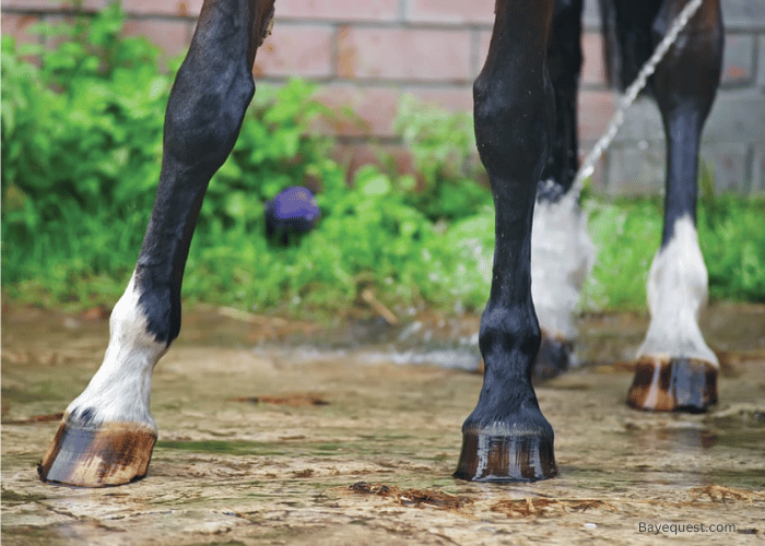 Risk Factors of Ringbone in Horses