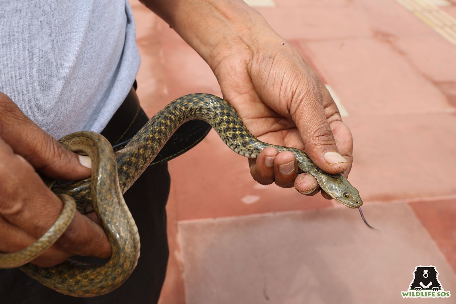 A non-venomous checkered keelback 