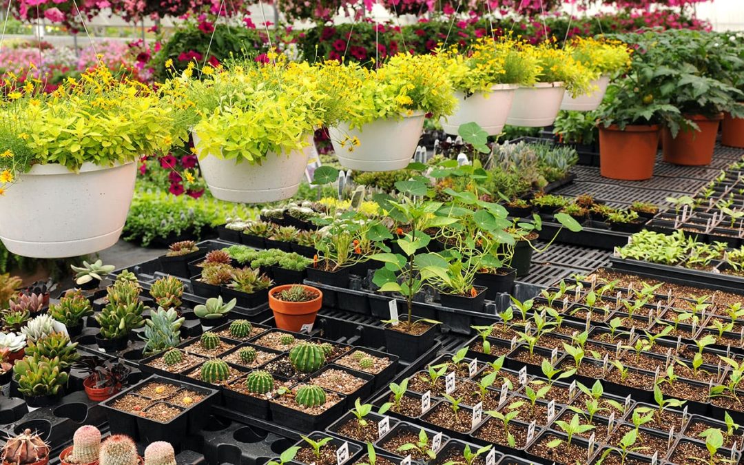 Feed Your Plants Right
