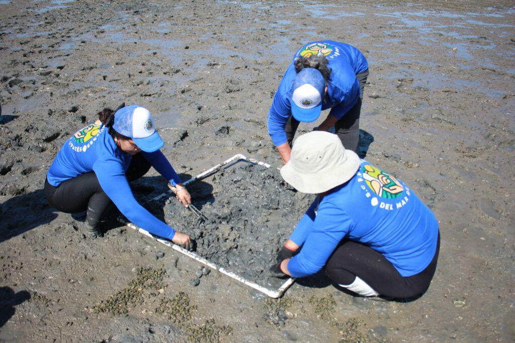 En la Laguna de La Cruz, Bahía de Kino, un grupo de pescadoras lucha por devolverle la vida a un estero que alguna vez rebosó de almejas, aves y esperanza.