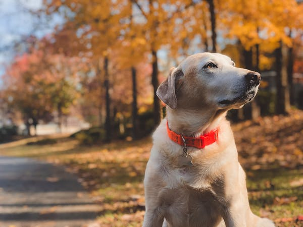 Close-up of yellow labrador sitting outdoors