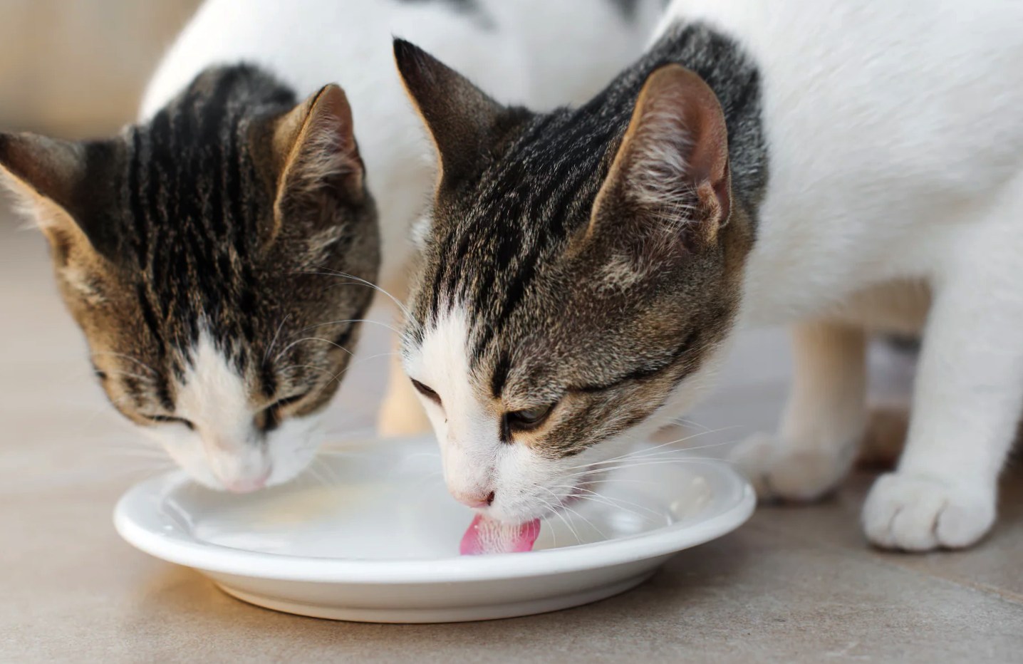 two cats licking milk from a plate