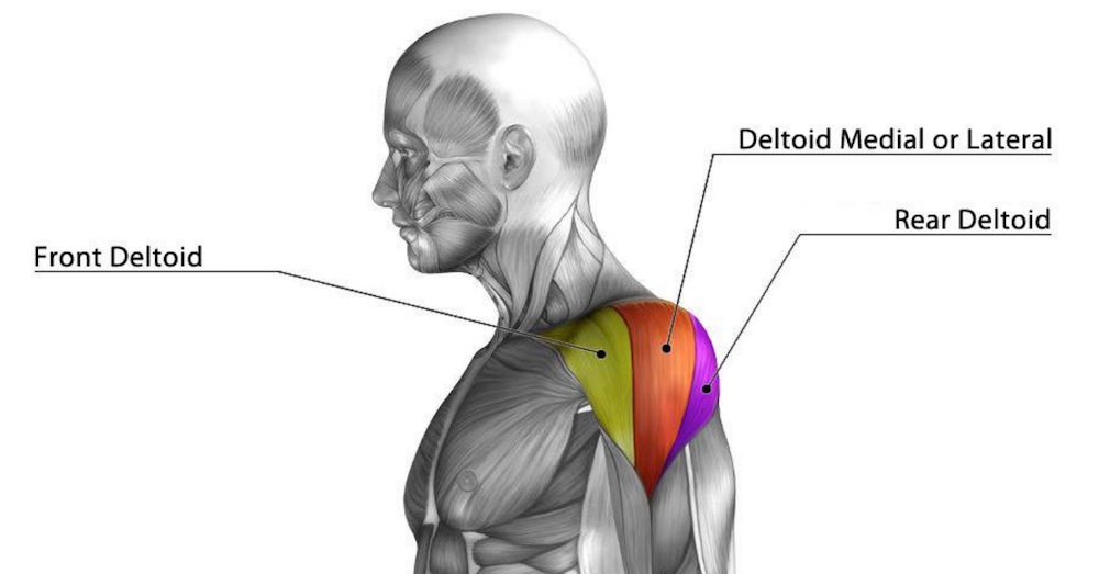 Optimized Shoulder Training: Everything You Need to Know