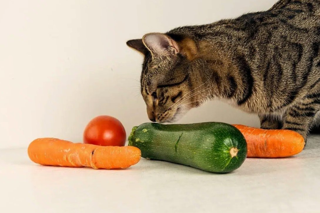 cat with healthy vegetables