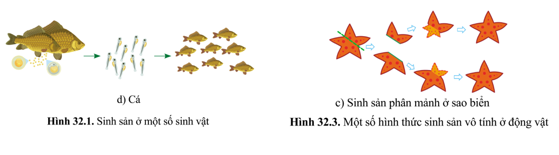 BÀI 33: SINH SẢN HỮU TÍNH Ở ĐỘNG VẬT