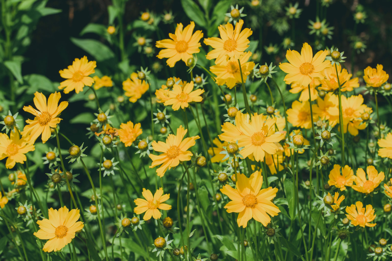 Role of Coreopsis