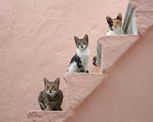 A group of cats sitting on stairs

Description automatically generated