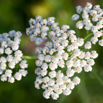 flowers name in tamil with images
