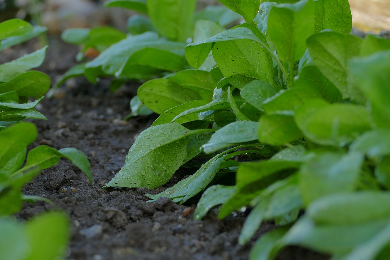 spinach vegetable seeds that need stratification