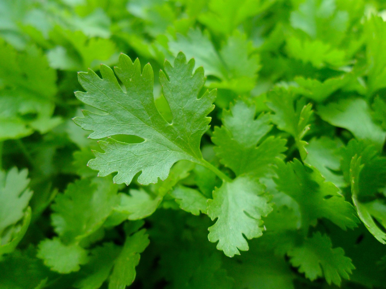 Parsley vegetable seeds that need stratification