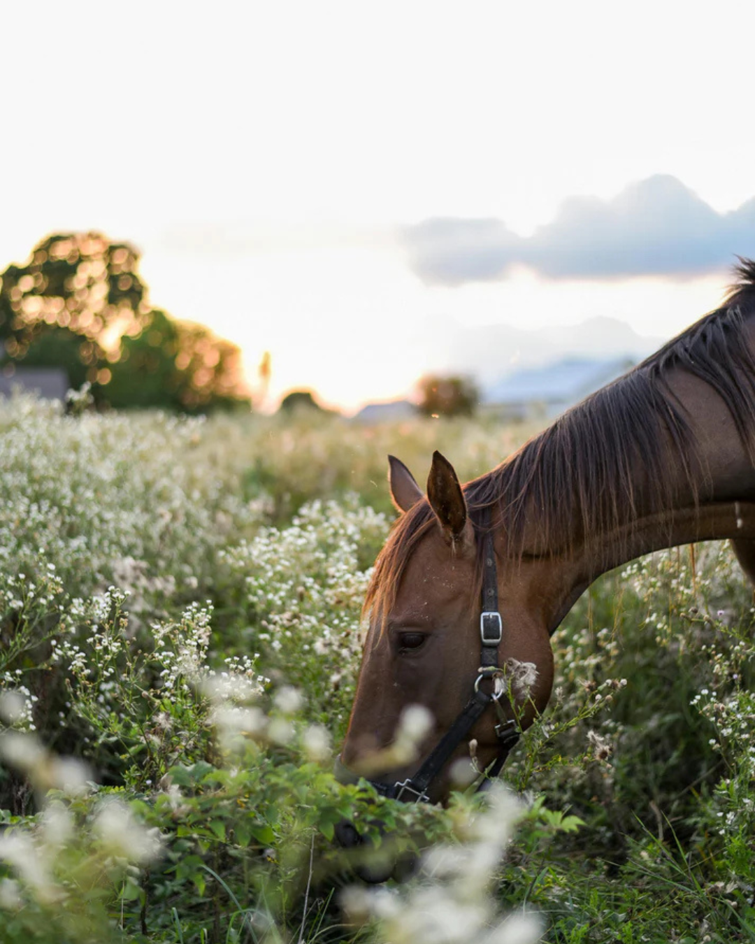 A horse eating a healthy diet