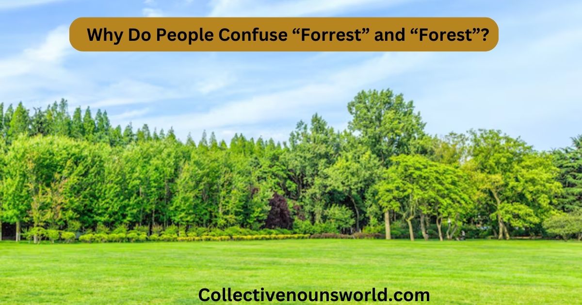 Difference between forest and forrest