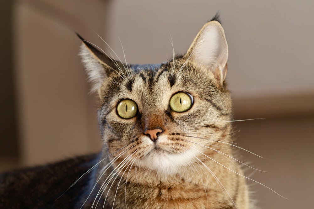 Close-up Portrait of a Domestic Tabby Cat
