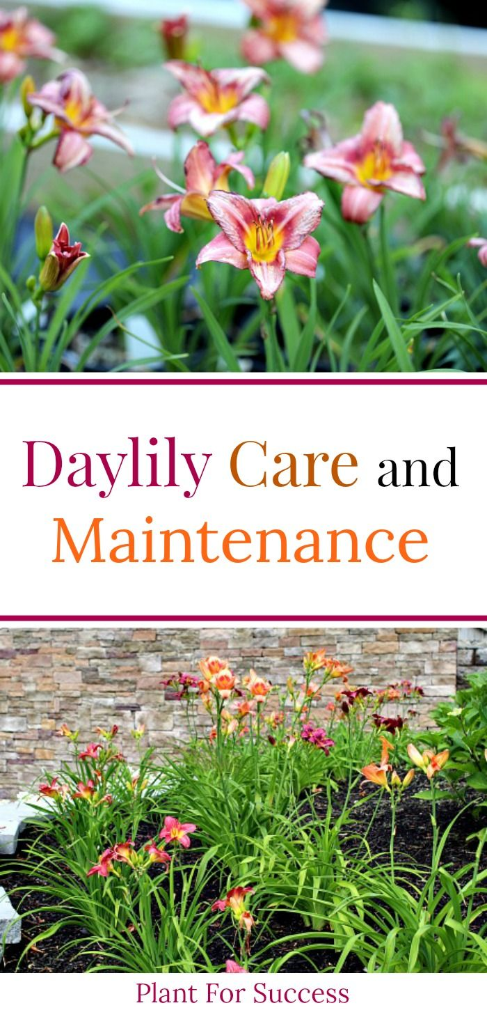 Daylily Care and Maintenance