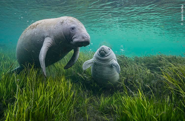 https://www.nhm.ac.uk/content/dam/nhmwww/discover/wpy-60-first-look/wpy-first-look-60-manatees-jason-gulley-two-column.jpg.thumb.768.768.jpg