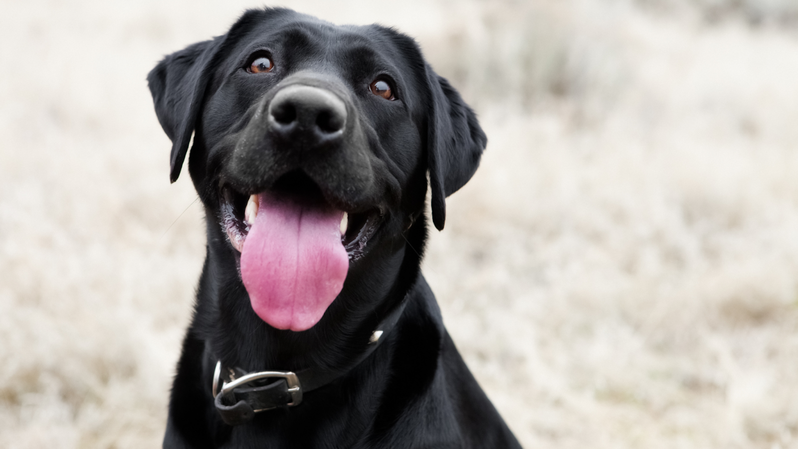 dog lifespan
