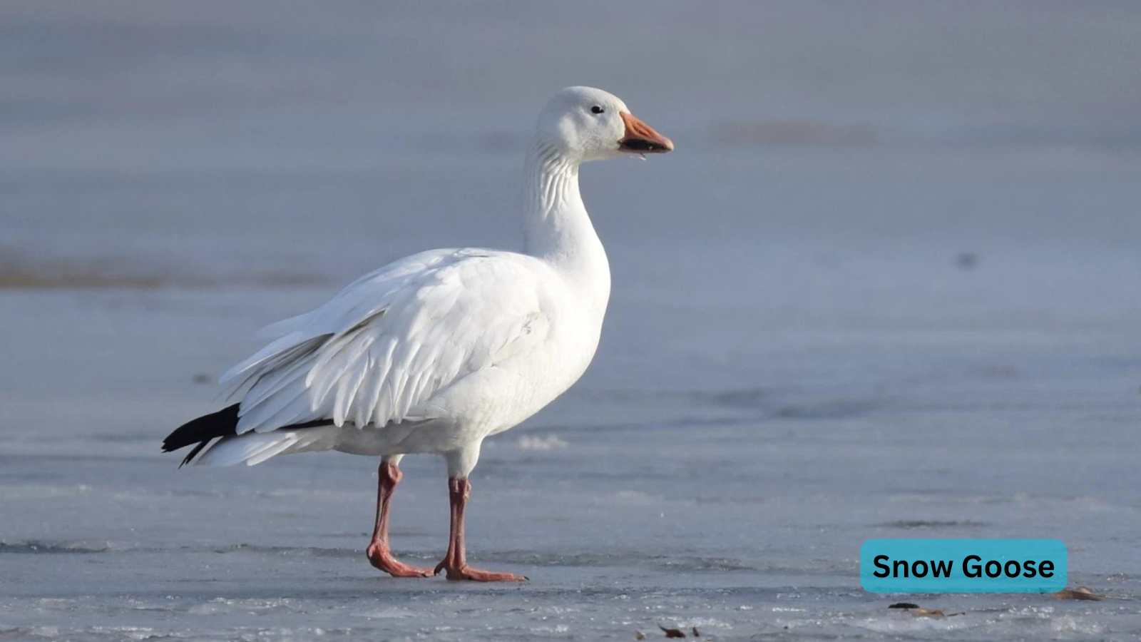 Snow Goose