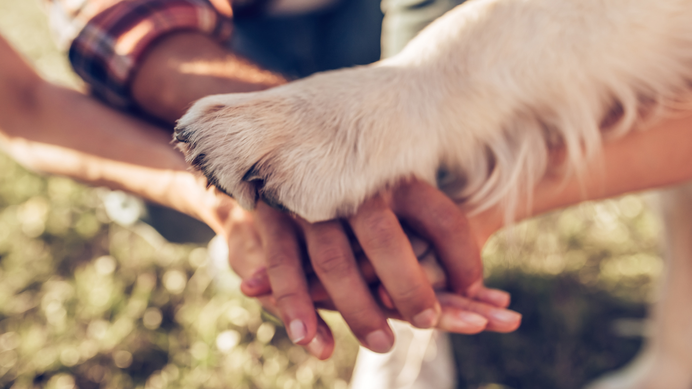 犬の腎臓病（腎不全）の予防法