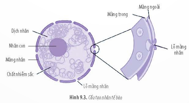 BÀI 9 - TẾ BÀO NHÂN THỰCMỞ ĐẦUCâu 1: Ở người, khi bị thương, người ta thường sát trùng vết thương bằng nước oxy già. Hình 9.1 cho thấy hiện tượng xảy ra khi nhỏ oxy già lên vết thương. Nguyên nhân nào dẫn đến hiện tượng này?Đáp án chuẩn:Khi oxy già tiếp xúc với enzyme catalase trong tế bào, sẽ giải phóng O2 và tạo ra hiện tượng sủi bọt trên vết thương.A. ĐẶC ĐIỂM CHUNG CỦA TẾ BÀO NHÂN THỰCCâu 1: Tên gọi tế bào nhân thực xuất phát từ đặc điểm nào của tế bào?Đáp án chuẩn:- Do tế bào này đã có nhân hoàn chỉnh, được bao bọc bởi màng nhân.Câu 2: Dựa vào Hình 9.2, hãy lập bảng so sánh cấu tạo tế bào thực vật và động vật. Đáp án chuẩn:- Giống: Đều là tế bào nhân thựcĐều có 3 thành phần chính: màng sinh chất, tế bào chất và nhânĐều có các bào quan: riboxom, lysoxom, ti thể, lưới nội chất, lưới nội chất trơn, không bào, peroxixom,...- Khác:Tế bào động vậtTế bào thực vậtKhông có thành tế bào bao quanhCó thành tế bào bao quanhKhông có lục lạpCó lục lạpcó trung tửKhông có trung tửKhông bào nhỏKhông bào lớnB. CÂU TẠO TẾ BÀO NHÂN THỰCI. NHÂN TẾ BÀOCâu 3: Dựa vào Hình 9.3, hãy cho biết:a) Các đặc điểm của màng nhân.b) Vai trò của lỗ màng nhân.c) Những thành phần bên trong nhân tế bào.Đáp án chuẩn:a) Màng nhân gồm hai lớp (màng trong và màng ngoài), có ribosome đính và các lỗ nhỏ gọi là lỗ màng nhân.b) Lỗ màng nhân thực hiện trao đổi chất giữa nhân và tế bào chất.c) Bên trong nhân tế bào có dịch nhân, nhân con và chất nhiễm sắc.Luyện tập: Loại bỏ nhân của tế bào trứng thuộc cá thể A (a), sau đó, chuyển nhân từ tế bào soma của cá thể B (b) vào. Nuôi cấy tế bào chuyển nhân cho phát triển thành cơ thể mới. Cơ thể này mang phần lớn đặc điểm của cá thể nào? Tại sao?Đáp án chuẩn:Cơ thể này mang đặc điểm chủ yếu của cá thể B do có nhân của cá thể B ban đầu, từ đó mang các thông tin di truyền của cá thể B.II. TẾ BÀO CHẤT1. Bào tương2. RibosomeCâu 4: Dựa vào kiến thức đã học, hãy cho biết chức năng của ribosome trong tế bào.Đáp án chuẩn:Ribosome gồm hai tiểu phần lớn và bé, được cấu tạo từ rRNA và protein. rRNA là khuôn tổng hợp protein cho tế bào, và các tiểu phần này đóng vai trò quan trọng trong quá trình tổng hợp protein.Luyện tập: Cho biết cơ sở khoa học của việc sử dụng thuốc kháng sinh ức chế hoạt động của ribosome để tiêu diệt một số loài vi khuẩn có hại kí sinh trong cơ thể người.Đáp án chuẩn:Các kháng sinh ức chế hoạt động của ribosome gắn lên ribosome 70S của vi khuẩn, ngăn cản quá trình giải mã di truyền và dẫn đến ức chế tổng hợp protein của vi khuẩn.3. Lưới nội chấtCâu 5:  Quan sát Hình 9.6, hãy cho biết hai loại lưới nội chất có đặc điểm gì khác nhau.Đáp án chuẩn:Sự khác nhau giữa lưới nội chất hạt và lưới nội chất trơn như sau:- Lưới nội chất hạt: Bao gồm các túi dẹp xếp song song thành nhóm. Mặt ngoài màng có đính các hạt ribosome.- Lưới nội chất trơn: Bao gồm các ống thông với nhau tạo thành nhóm. Mặt ngoài màng không có hạt ribosome.Câu 6: Cho biết các loại tế bào sau đây có dạng lưới nội chất nào phát triển mạnh: tế bào gan, tế bào tuyến tụy, tế bào bạch cầu. Giải thích.Đáp án chuẩn:- Tế bào gan: Lưới nội chất trơn phát triển hơn để chuyển hóa đường và giải độc cho cơ thể, vì gan có vai trò quan trọng trong quá trình chuyển hóa và khử độc.- Tế bào tuyến tụy: Lưới nội chất hạt phát triển hơn để sản xuất các enzyme tiêu hóa, vì tuyến tụy tiết ra các enzyme này để hỗ trợ quá trình tiêu hóa.- Tế bào bạch cầu: Lưới nội chất hạt phát triển hơn để sản xuất kháng thể, chất truyền tin hóa học và enzyme, giúp bạch cầu tiêu diệt các tác nhân gây bệnh.Luyện tập: Những người thường xuyên uống nhiều rượu, bia sẽ có loại lưới nội chất nào phát triển? Tại sao?Đáp án chuẩn:Người uống nhiều rượu, bia phải thực hiện quá trình chuyển hóa và thải độc ở gan nhiều hơn, do đó cần sự phát triển của lưới nội chất trơn để hỗ trợ chuyển hóa và giải độc cho tế bào.4. Bộ máy GolgiCâu 7: Dựa vào Hình 9.7, hãy:a) Cho biết các sản phẩm của bộ máy Golgi có thể được vận chuyển đến đâu. Cho ví dụ.b) Mô tả quá trình sản xuất và vận chuyển protein tiết ra ngoài tế bào.Đáp án chuẩn:a) Sản phẩm của bộ máy Golgi có thể được vận chuyển đến bào quan trong tế bào hoặc ra ngoài tế bào. Ví dụ, các enzyme tiết ra từ lưới nội chất của tuyến tụy được đóng gói và vận chuyển bởi bộ máy Golgi đến các tế bào gan.b) Quá trình sản xuất và vận chuyển protein ra ngoài tế bào:Protein được sản xuất từ lưới nội chất hạt sẽ được vận chuyển đến bộ máy Golgi để đóng gói thông qua lysosome hoặc túi tiết, sau đó vận chuyển đến bào quan trong tế bào hoặc ra ngoài tế bào.Câu 8: Tại sao bộ máy Golgi được xem là trung tâm sản xuất, kho chứa, biến đổi và phân phối các sản phẩm của tế bào?Đáp án chuẩn:Bộ máy Golgi được xem là trung tâm sản xuất, kho chứa, biến đổi và phân phối các sản phẩm của tế bào từ lưới nội chất, qua đó các sản phẩm được đóng gói, biến đổi và phân phối đến các vị trí khác trong tế bào.Luyện tập: Giải thích mối quan hệ về chức năng của ribosome, lưới nội chất và bộ máy Golgi.Đáp án chuẩn:Lưới nội chất hạt chứa ribosome để tổng hợp protein, sau đó protein được vận chuyển đến các vị trí khác qua bộ máy Golgi. Lưới nội chất hạt là trung tâm sản xuất, ribosome là khuôn mẫu và bộ máy Golgi là trung tâm vận chuyển.5. Ti thểCâu 9: Dựa vào Hình 9.8, hãy:a) Mô tả cấu tạo của ti thể.b) Cho biết diện tích màng ngoài và màng trong của ti thể khác nhau như thế nào. Tại sao lại có sự khác biệt này? Điều đó có ý nghĩa gì?Đáp án chuẩn:a) Ti thể thường có dạng hình cầu hoặc bầu dục, bào quan bởi hai lớp màng. Màng ngoài trơn nhẵn, màng trong gấp nếp thành các mào chứa hệ thống enzyme hô hấp.b) Diện tích màng trong của ti thể lớn hơn diện tích màng ngoài do màng trong gấp nếp thành các mào, tăng diện tích bề mặt. Điều này giúp tăng lượng enzyme tham gia vào quá trình hô hấp tế bào và tăng năng suất của quá trình này.Câu 10: Cho các tế bào sau: tế bào gan, tế bào xương, tế bào cơ tim, tế bào biểu bì, tế bào thần kinh. Hãy xác định tế bào nào cần nhiều ti thể nhất. Giải thích.Đáp án chuẩn:Trong các loại tế bào như gan, xương, cơ tim, biểu bì và thần kinh, tế bào cơ tim là những tế bào cần hoạt động nhiều nhất. Do đó, tế bào cơ tim có nhiều ti thể nhất.Luyện tập: Tại sao ti thể có khả năng tổng hợp một số protein đặc trưng của nó.Đáp án chuẩn:Trong chất nền của ti thể có đủ các dạng RNA và ribosome, cho phép ti thể tự tổng hợp một số protein riêng cho nó.II. TẾ BÀO CHẤT6. Lục lạpCâu 11: Dựa vào Hình 9.9, hãy mô tả cấu tạo của lục lạp. Từ cấu tạo, hãy cho biết chức năng của lục lạp.Đáp án chuẩn:- Cấu tạo của lục lạp: Lục lạp có hai lớp màng. Bên trong chứa chất nền stroma và thylakoid. Thylakoid xếp chồng lên nhau thành granum và kết nối qua các ống nối.- Chức năng của lục lạp: Màng thylakoid nhận photon ánh sáng và chất nền lục lạp sản xuất enzyme quang hợp và các protein chuỗi truyền electron, sử dụng năng lượng mặt trời để tổng hợp các chất cho tế bào.Luyện tập: So sánh cấu trúc của ti thể và lục lạp.Đáp án chuẩn:- Giống: Gồm 2 lớp màngĐều có DNA riêng, ribosome 70S và các enzyme- Khác:Ti thểLục lạpMàng trong gấp nếpMàng trong không gấp nếpBên trong màng không có cấu tạo khácĐược cấu tạo bởi hệ thống granum gồm các thylakoid7. Một số bào quan khácCâu 12: Tại sao khung xương tế bào có vai trò đặc biệt quan trọng đối với tế bào động vật?Đáp án chuẩn:Khung xương tế bào đóng vai trò quan trọng đối với tế bào động vật bằng cách duy trì hình dạng ổn định, là nơi neo đậu của bào quan và enzyme, và hỗ trợ cho khả năng vận động của tế bào.Câu 13: Hoạt động chức năng của lysosome có ý nghĩa gì đối với tế bào?Đáp án chuẩn:Lysosome có ý nghĩa quan trọng đối với tế bào bao gồm hai khía cạnh chính:- Tham gia vào quá trình tiêu hóa nội bào bằng cách phân hủy các phân tử hữu cơ lớn, loại bỏ các sản phẩm dư thừa và phân huỷ các tế bào bào quan già hoặc bị tổn thương không còn khả năng phục hồi. Điều này giúp bảo vệ cơ thể khỏi nguy cơ ngộ độc và tối ưu hóa sử dụng vật chất và năng lượng.- Có vai trò bảo vệ tế bào bằng cách ngăn chặn các tác nhân gây hại như virus, vi khuẩn và các chất độc hại.Câu 14: Hậu quả gì sẽ xảy ra cho tế bào nếu lysosome bị vỡ?Đáp án chuẩn:- Hệ enzyme có trong lysosome sẽ phá hủy tế bào.Câu 15: Tại sao tế bào thực vật không có lysosome nhưng vẫn thực hiện được chức năng tiêu hoá nội bào ?Đáp án chuẩn:Tế bào thực vật không có lysosome nhưng vẫn thực hiện chức năng tiêu hoá nội bào bằng cách sử dụng các vacuole lớn. Trong vacuole có chứa các enzyme thủy phân để thực hiện quá trình nội bào.Câu 16: Tại sao một số thuốc ức chế sự hình thành vi ống có tác dụng ngăn ngừa ung thư?Đáp án chuẩn:Các thuốc ức chế sự hình thành vi ống ngăn chặn quá trình hình thành trung thể, dẫn đến sản phẩm lỗi của phân bào bị tiêu hủy và đào thải ra ngoài. Do đó, các thuốc này có tác dụng ngăn ngừa sự phát triển của ung thư.Luyện tập: Ở người, một số loại tế bào như tế bào thần kinh, tế bào cơ trưởng thành không có trung thể. Các tế bào này có phân chia được không? Vì sao?Đáp án chuẩn:Các tế bào như tế bào thần kinh và tế bào cơ trơn, không có trung thể và do đó không có khả năng phân chia. Thiếu trung thể ngăn cản quá trình hình thành thoi phân bào, dẫn đến sự thiếu khả năng phân chia của các tế bào này.III. MÀNG SINH CHẤTCâu 17: Màng sinh chất được cấu tạo từ những thành phần nào?Đáp án chuẩn:- Lớp phospholipid kép, các protein bám màng và xuyên màng, glycoprotein và cholesterol.Câu 18: Tại sao nói màng sinh chất có tính “khảm động”?Đáp án chuẩn:Màng sinh chất có tính  khảm động