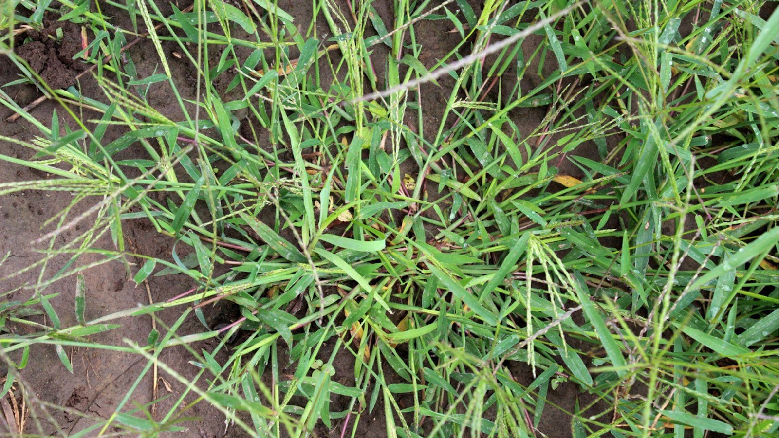A close-up of a green plant

AI-generated content may be incorrect.