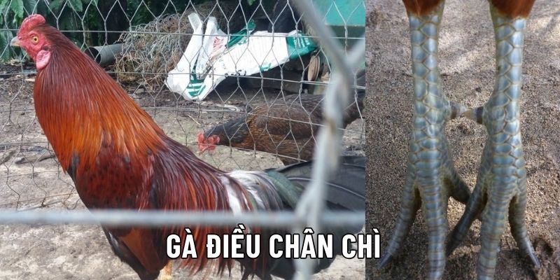 Gà tre điều chân chì sở hữu những kỹ năng thi đấu nổi bật